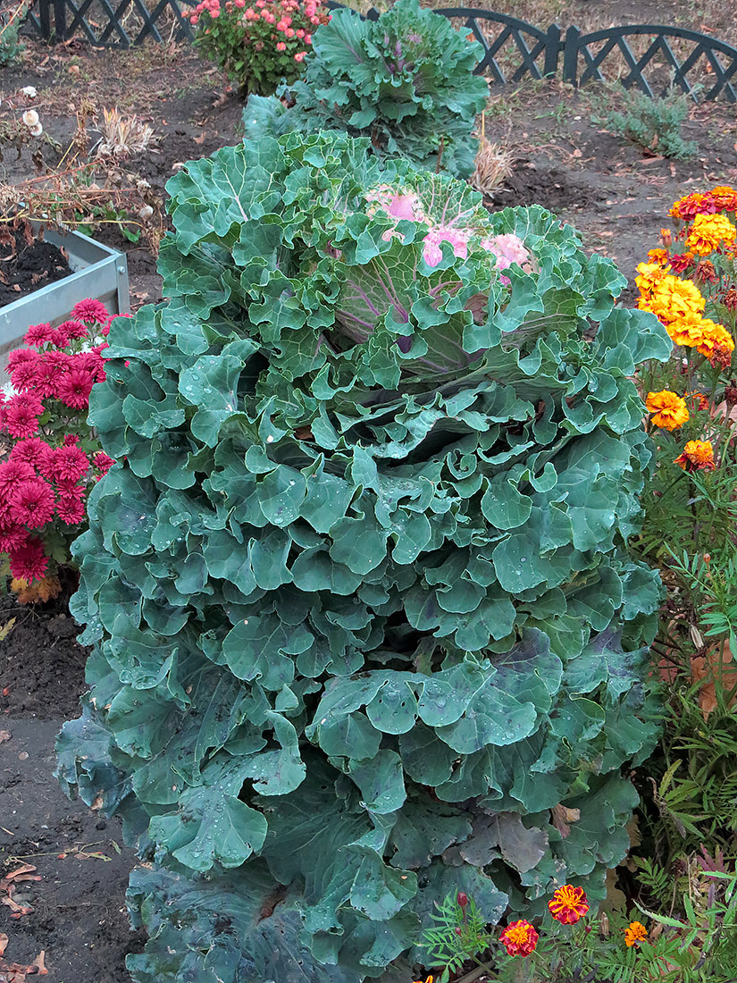 Изображение особи Brassica oleracea var. viridis.