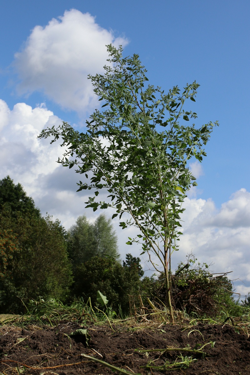 Image of Chenopodium album specimen.