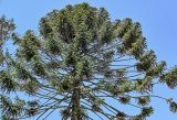 Araucaria bidwillii. Крона взрослого дерева. Португалия, округ Лиссабон, г. Синтра, в культуре. 05.08.2025.