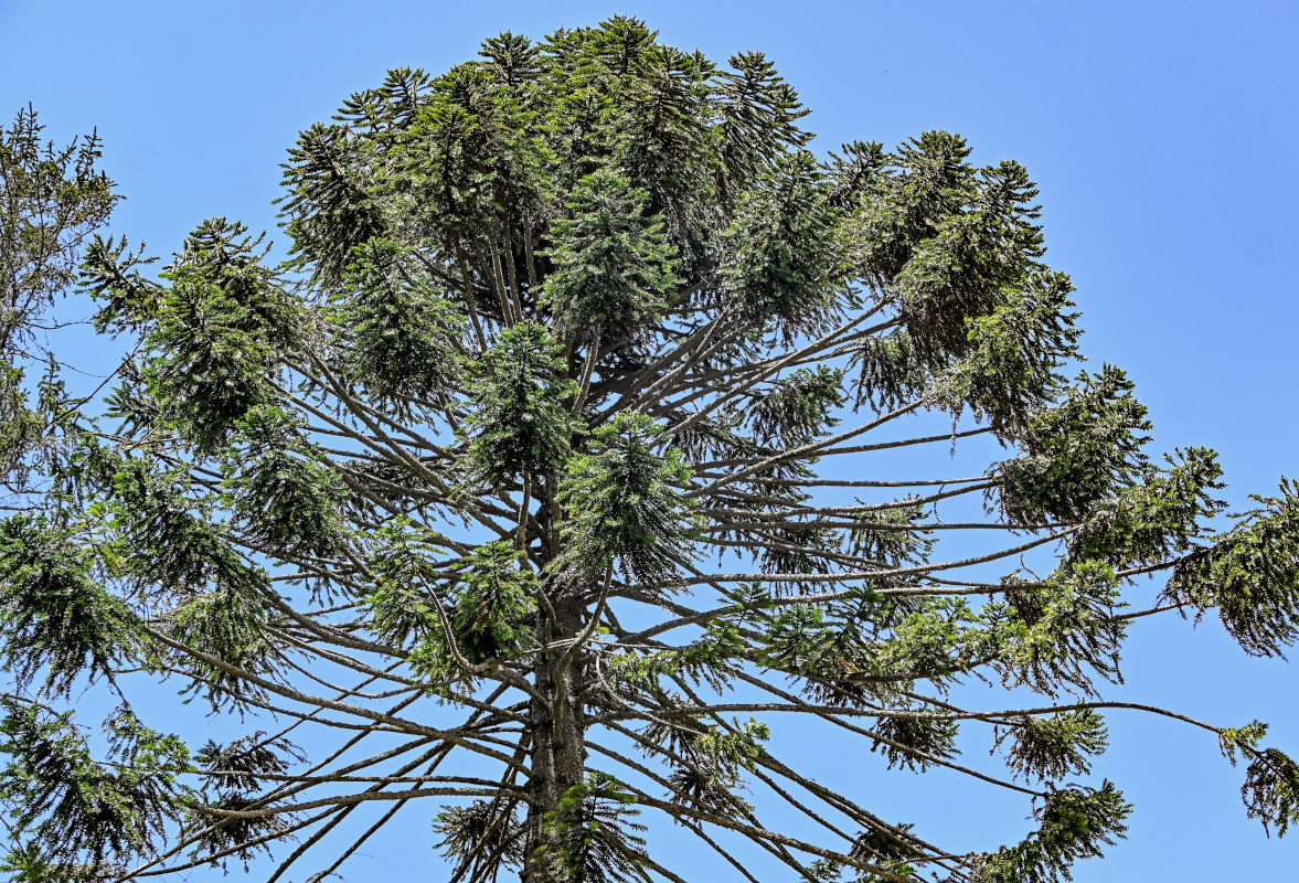 Image of Araucaria bidwillii specimen.