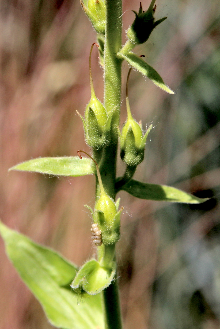 Изображение особи Digitalis grandiflora.
