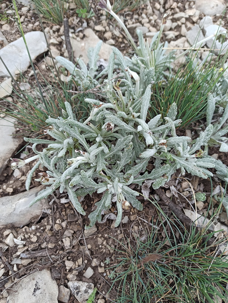 Изображение особи Salvia canescens.