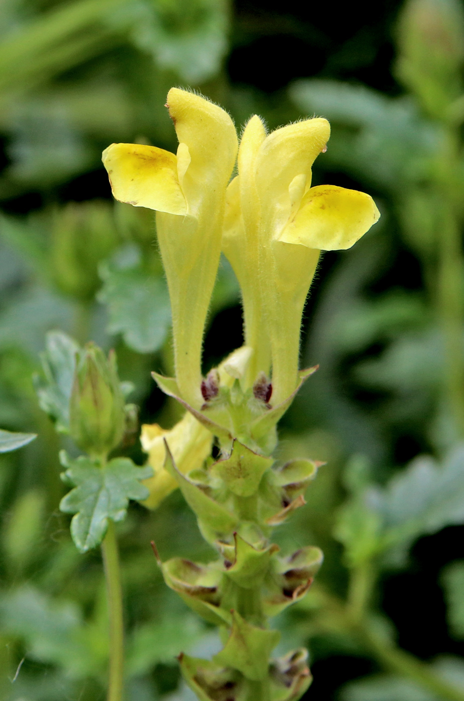 Image of Scutellaria orientalis specimen.