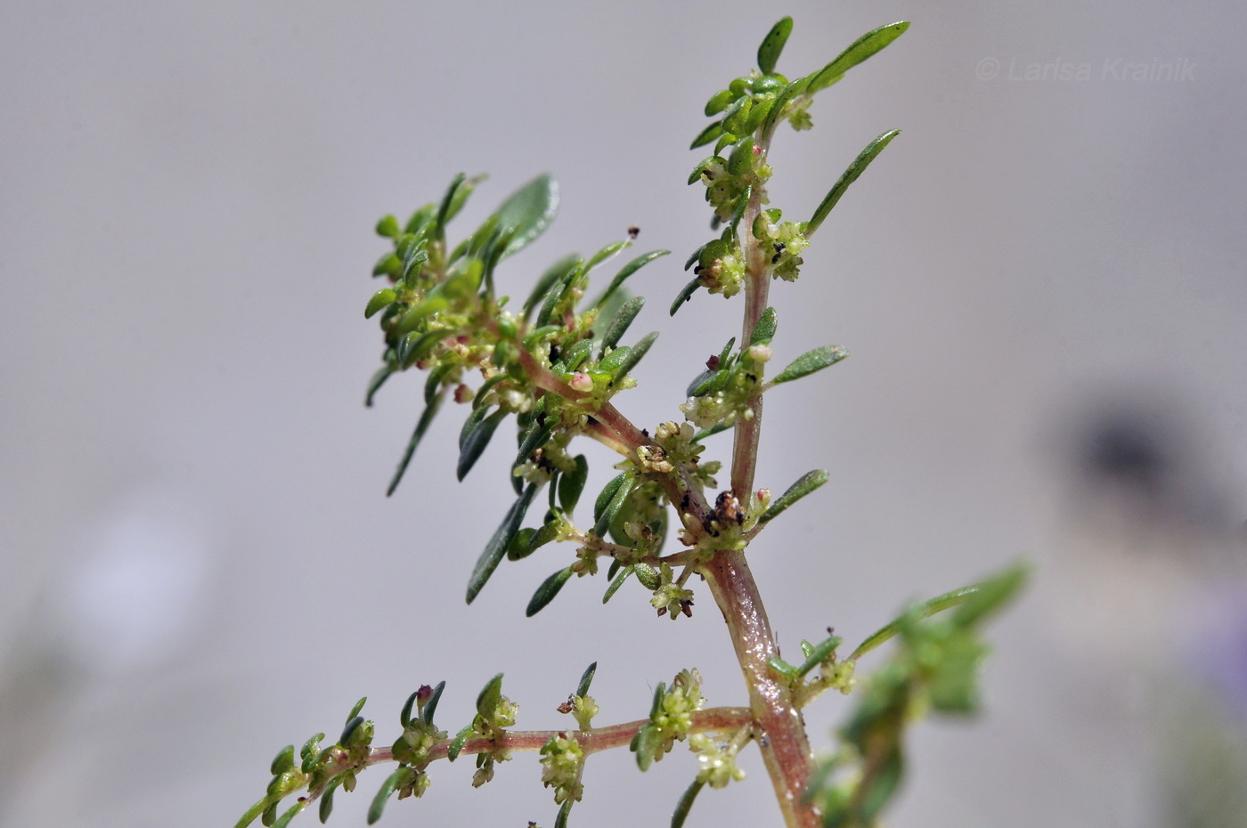 Изображение особи Pilea microphylla.
