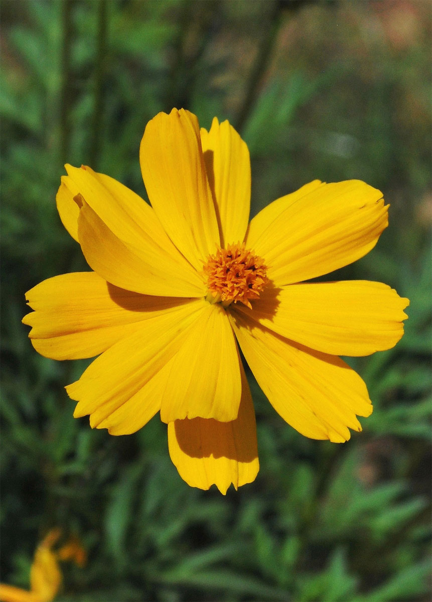 Изображение особи Cosmos sulphureus.
