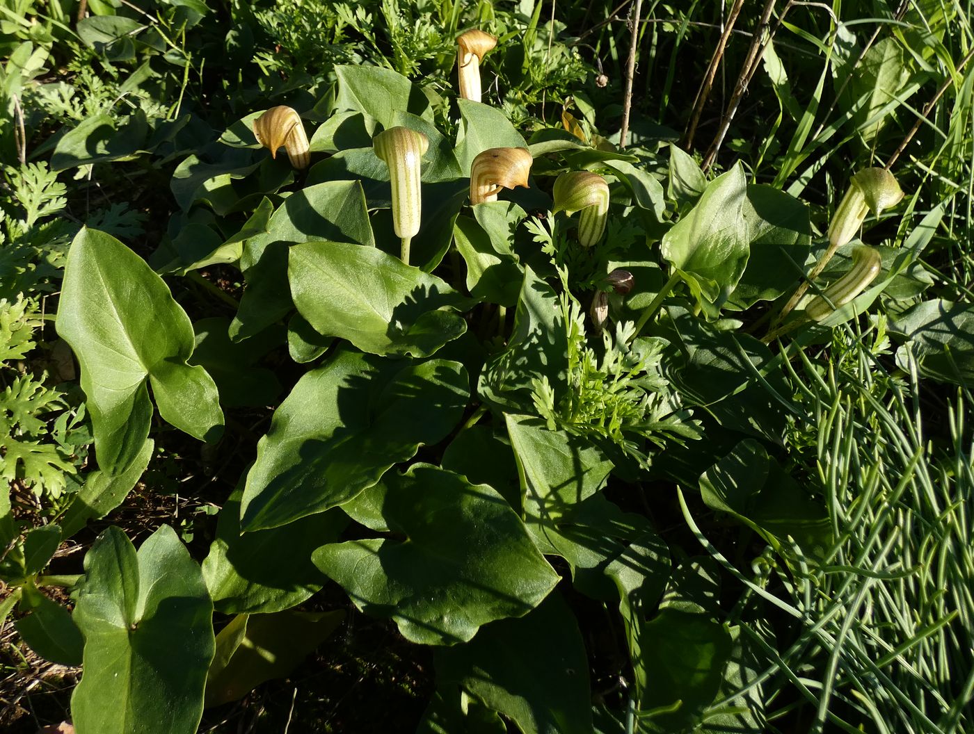 Image of Arisarum vulgare specimen.