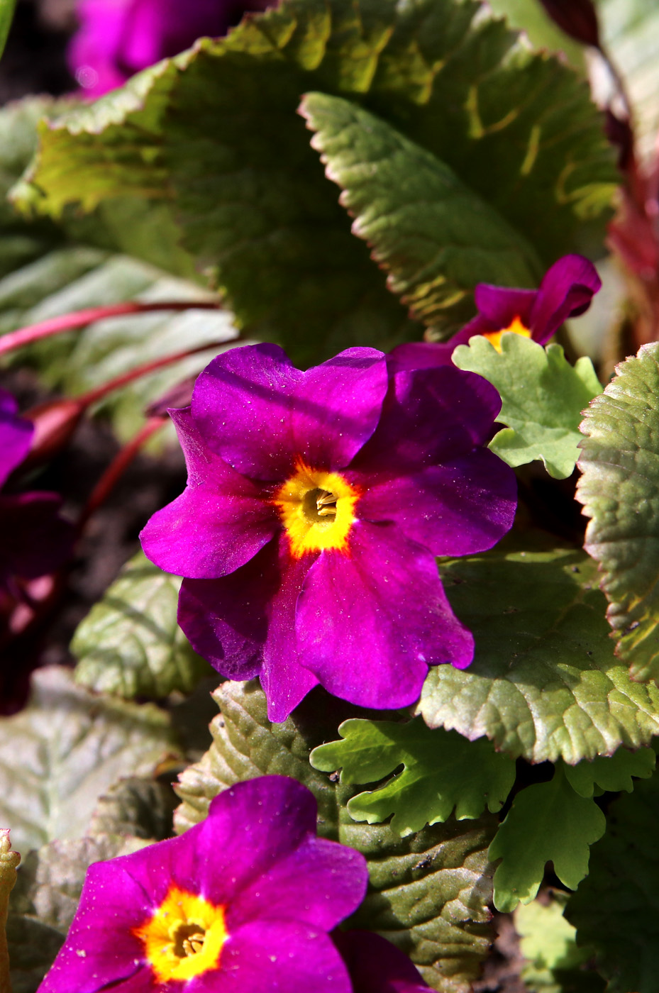 Изображение особи Primula &times; polyantha.