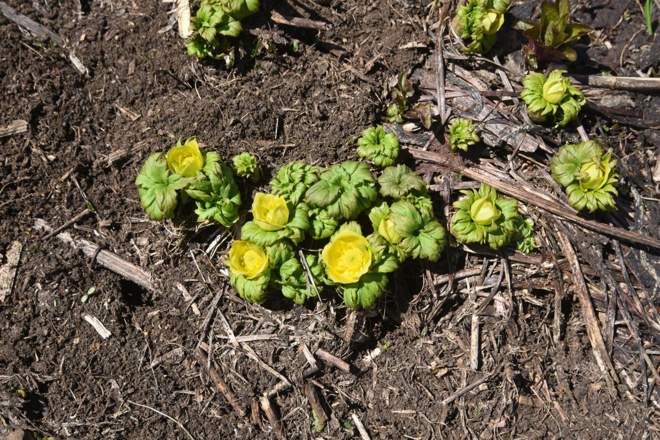 Image of Trollius ranunculinus specimen.