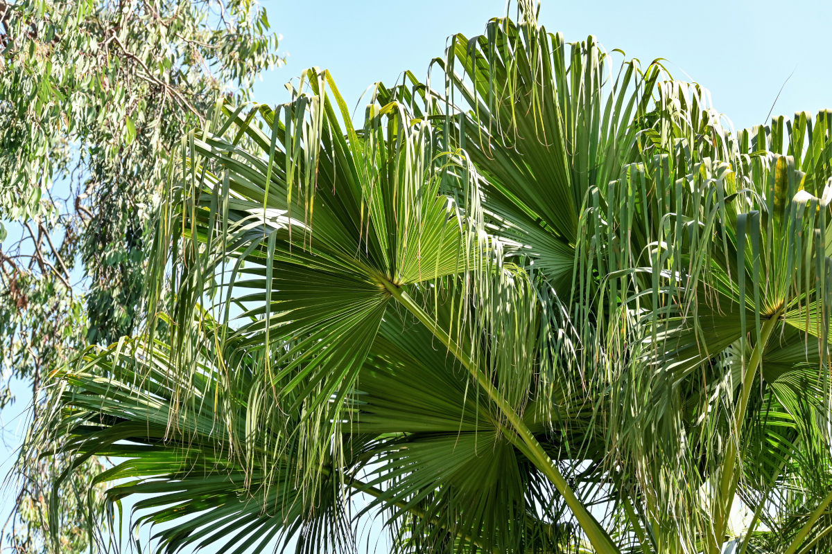 Image of Livistona chinensis specimen.