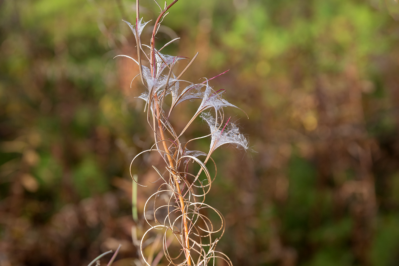 Изображение особи Chamaenerion angustifolium.