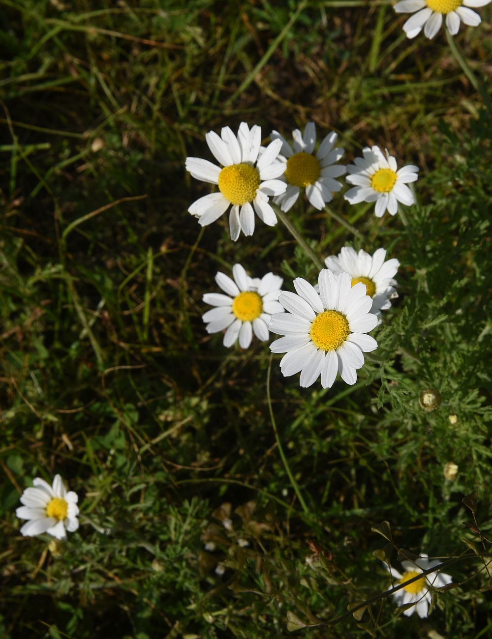 Image of Anthemis dumetorum specimen.