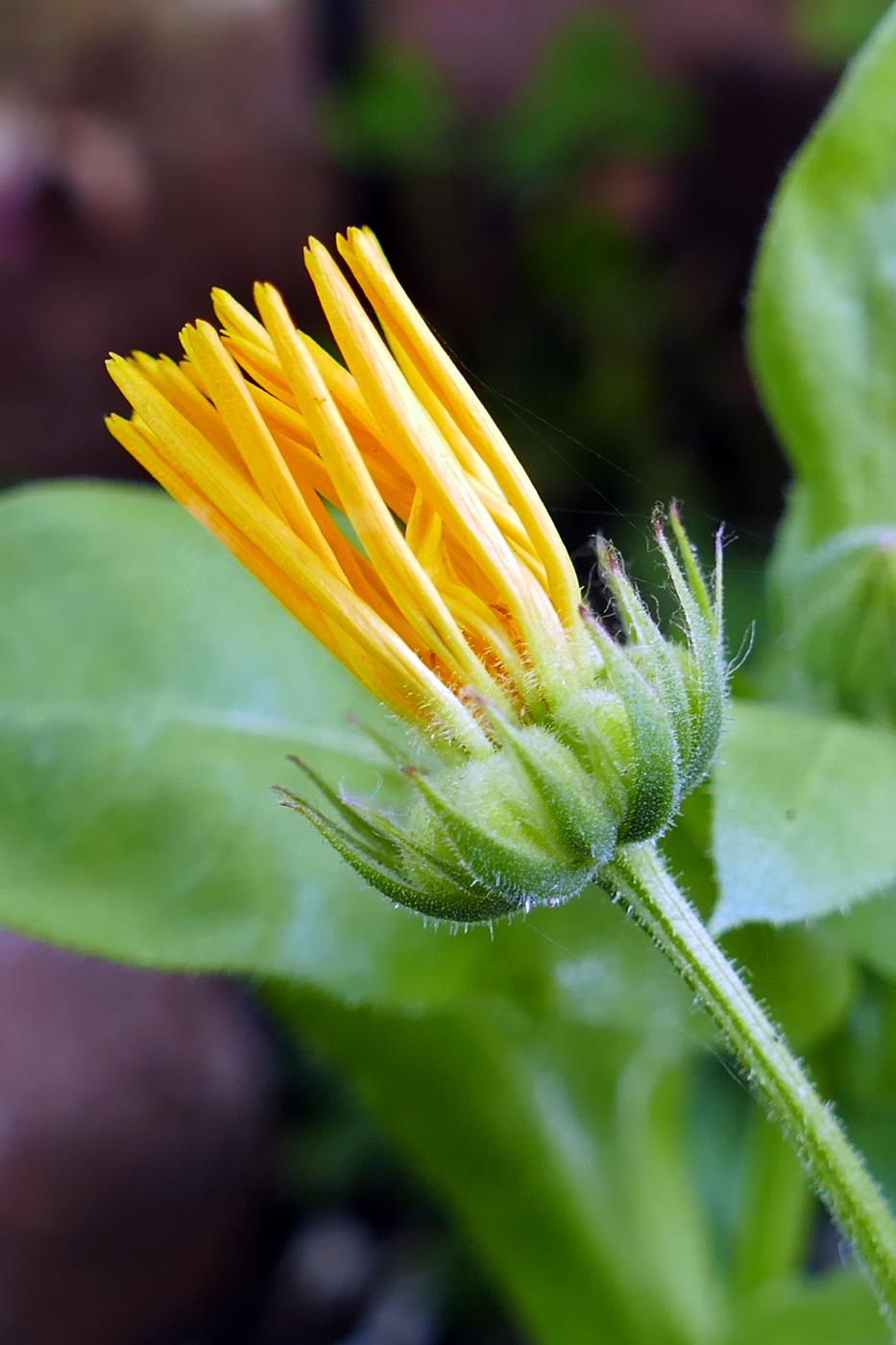 Image of Calendula officinalis specimen.