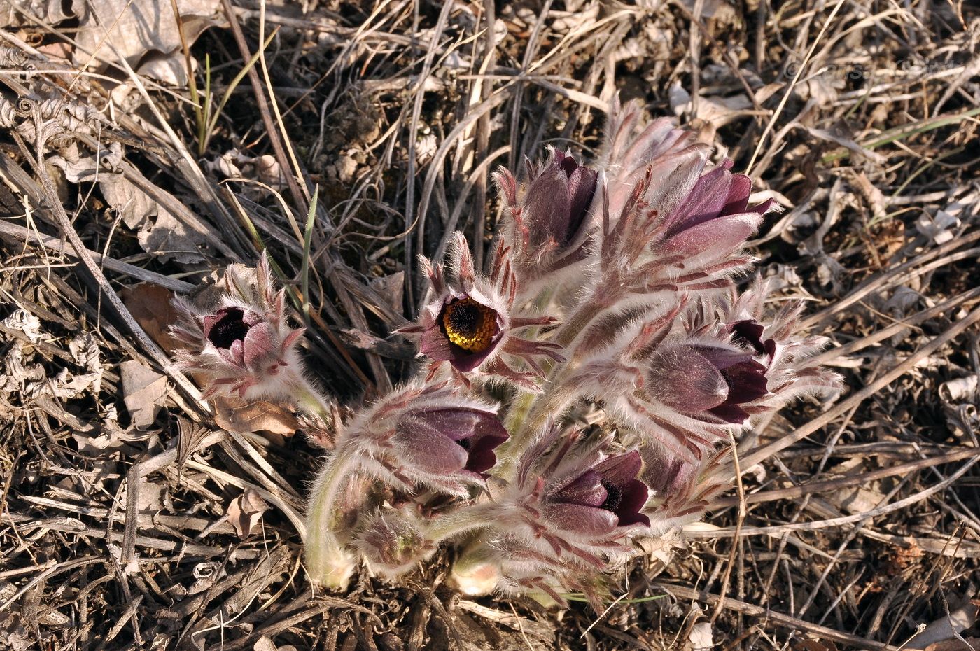 Image of Pulsatilla × kissii specimen.