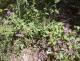 Centaurea pectinata. Цветущие растения. Испания, Каталония, пров. Барселона, комарка Осона, муниципалитет Виланова-де-Сау, водохранилище Сау, просека в смешанном лесу. 31.05.2026.