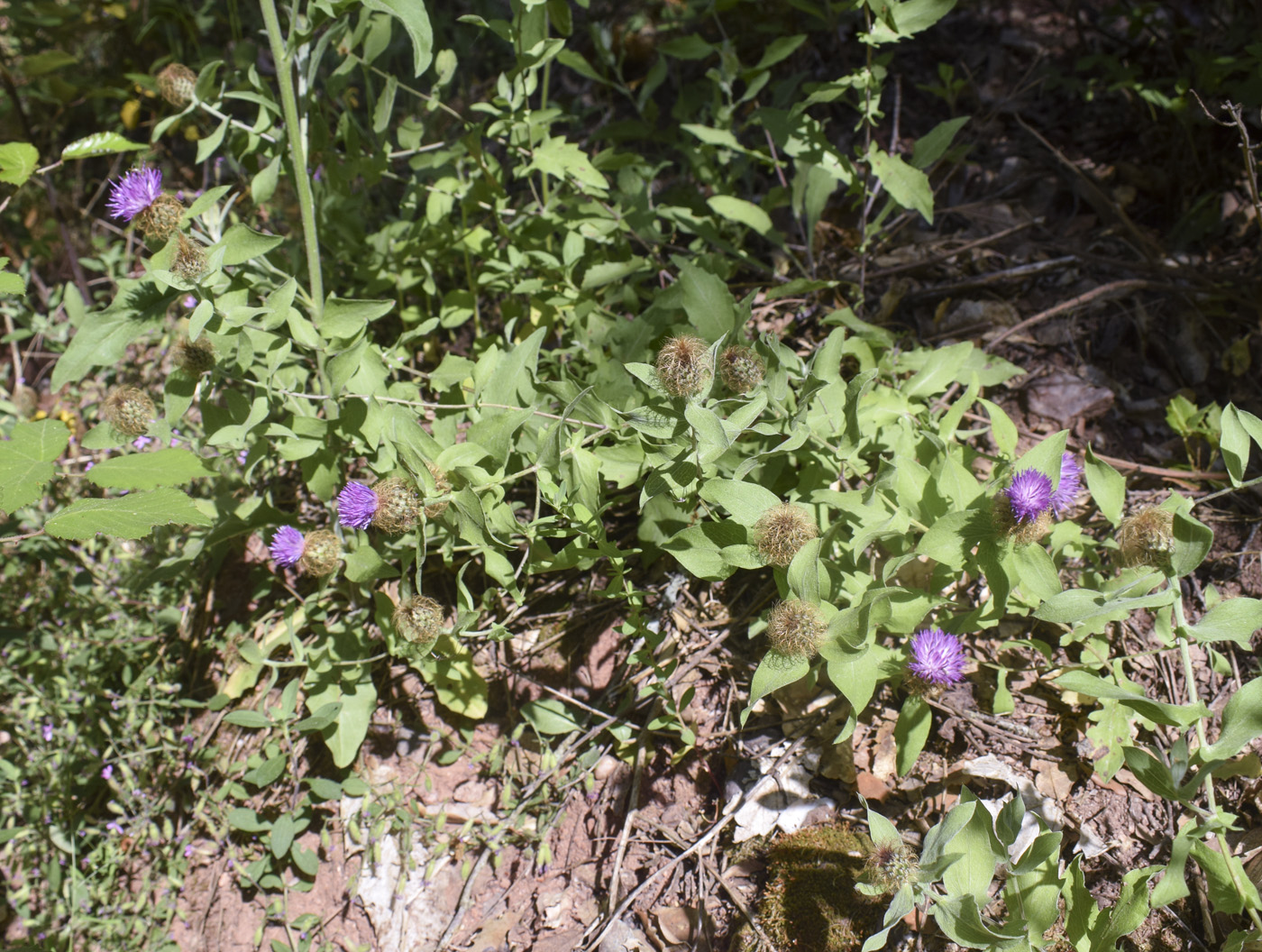 Image of Centaurea pectinata specimen.
