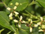 Euonymus sieboldianus. Цветки, бутоны и отдыхающая муха. Томская обл., г. Томск, пос. Заварзино, в культуре. 20.06.2026.