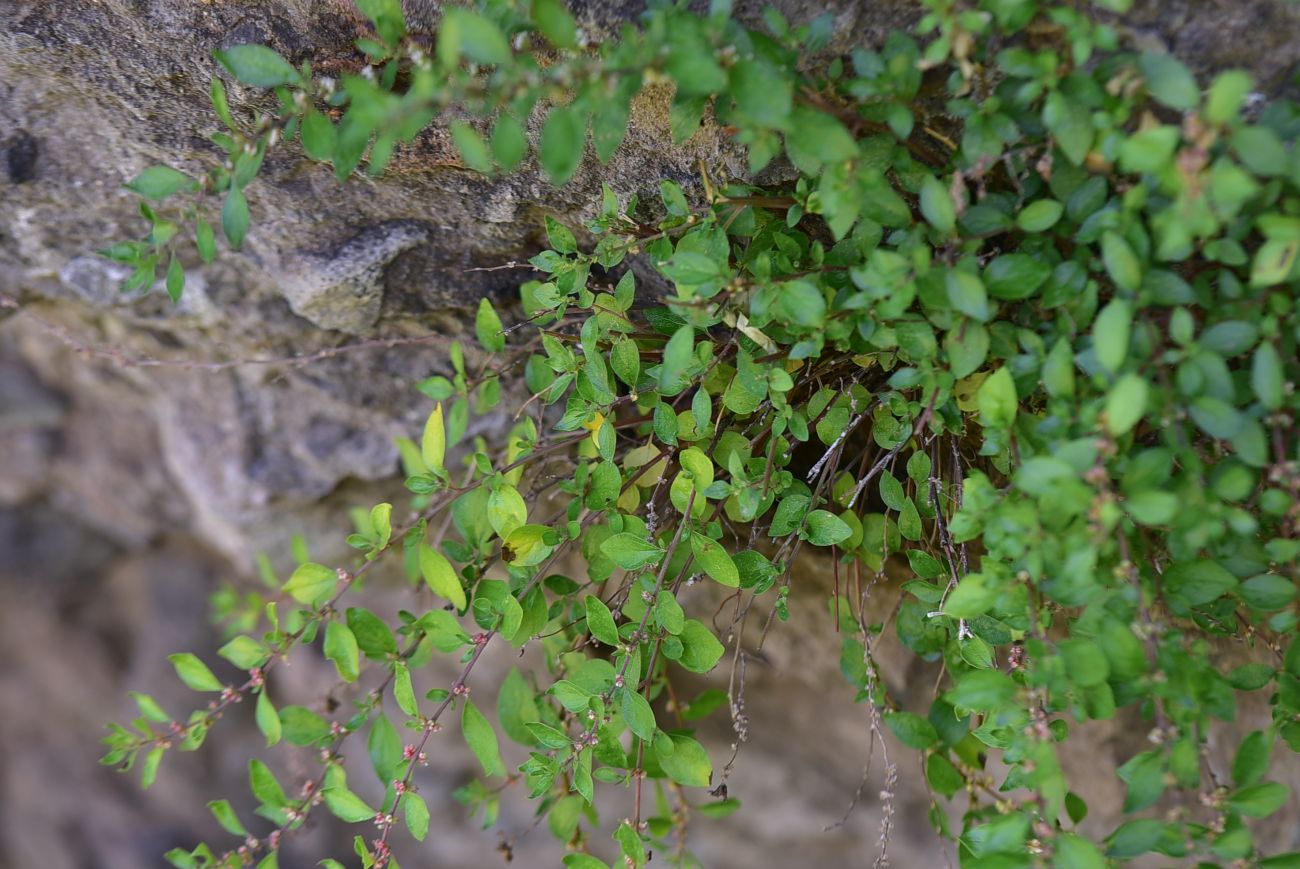 Image of Unknown species specimen.