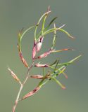 Festuca chionobia. Соцветие с прорастающими луковичками. Хабаровский край, р-н имени Лазо, массив горы Ко, седловина между горами Столовая и Ко, выс. ≈ 1740 м н.у.м., на каменной россыпи. 02.08.2026.