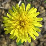 genus Taraxacum. Соцветие. Смоленская обл., Смоленский р-н, окр. пос. Каспля, склон доломитового холма. 08.05.2011.