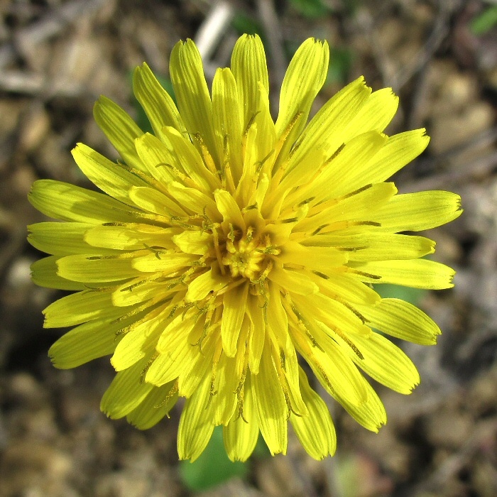 Изображение особи род Taraxacum.