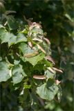 Tilia cordata. Верхушка веточки с незрелыми соплодиями. Татарстан, Волжско-Камский запов., о. Буровая Стрелка, песчаный пляж у подножия обрывистого берега. 04.06.2026.