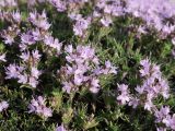 Thymus helendzhicus. Побеги с соцветиями. Краснодарский край, м/о г. Новороссийск, Маркотхский хр., Андреевский пер., петрофитная степь. 8 августа 2026 г.