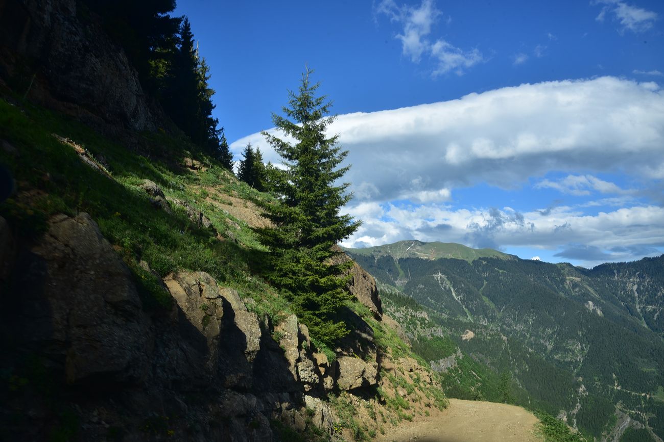 Изображение особи Picea orientalis.