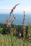 Rumex tuberosus