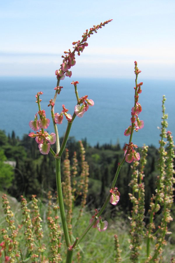 Изображение особи Rumex tuberosus.