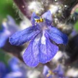 Ajuga reptans