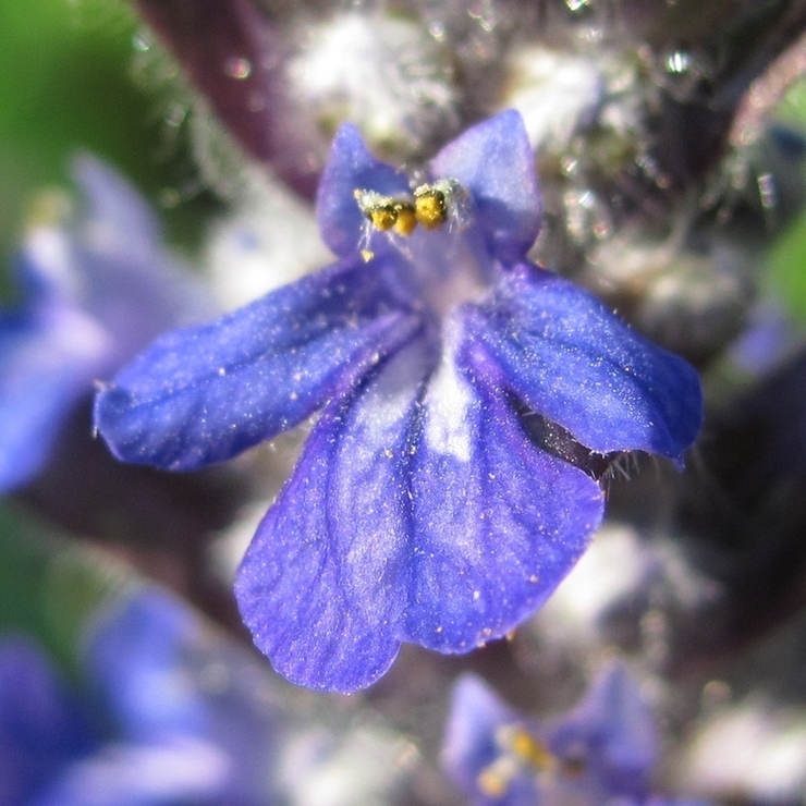 Image of Ajuga reptans specimen.