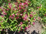 род Weigela