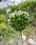 Allium viride