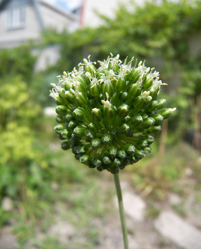 Image of Allium viride specimen.