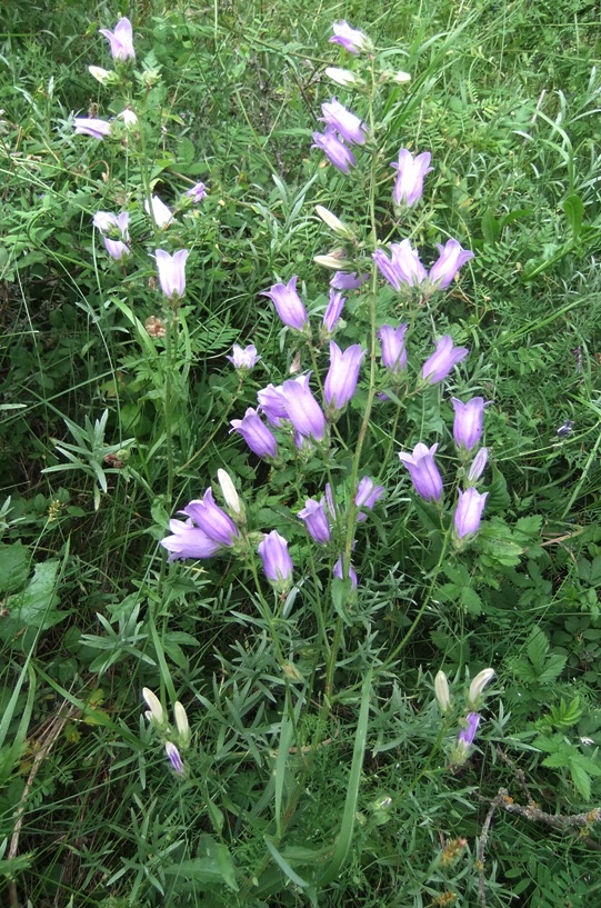 Изображение особи Campanula praealta.
