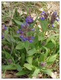 Pulmonaria mollis. Цветущее растение. Республика Татарстан, Верхнеуслонский р-н. 01.05.2005.