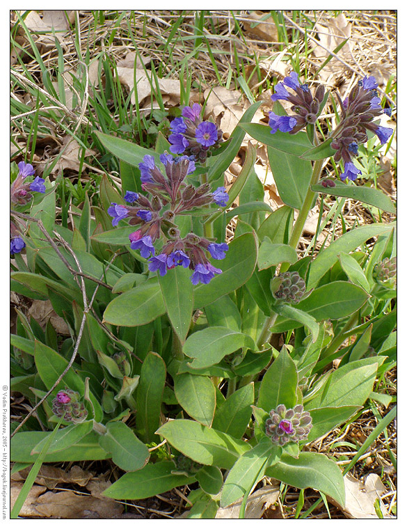 Изображение особи Pulmonaria mollis.