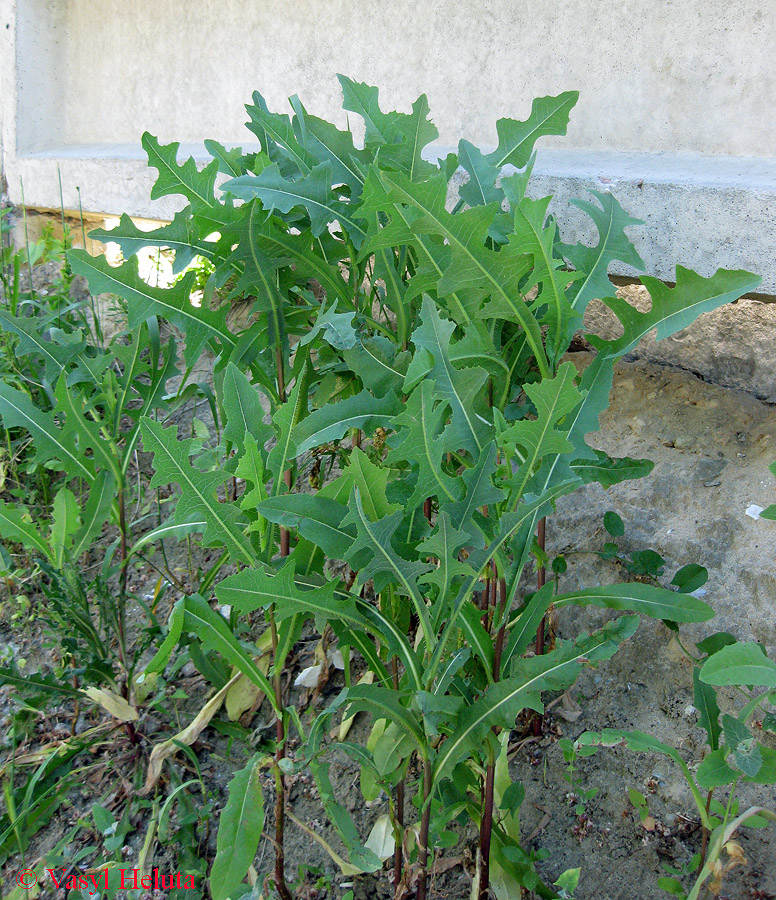 Изображение особи Lactuca serriola.