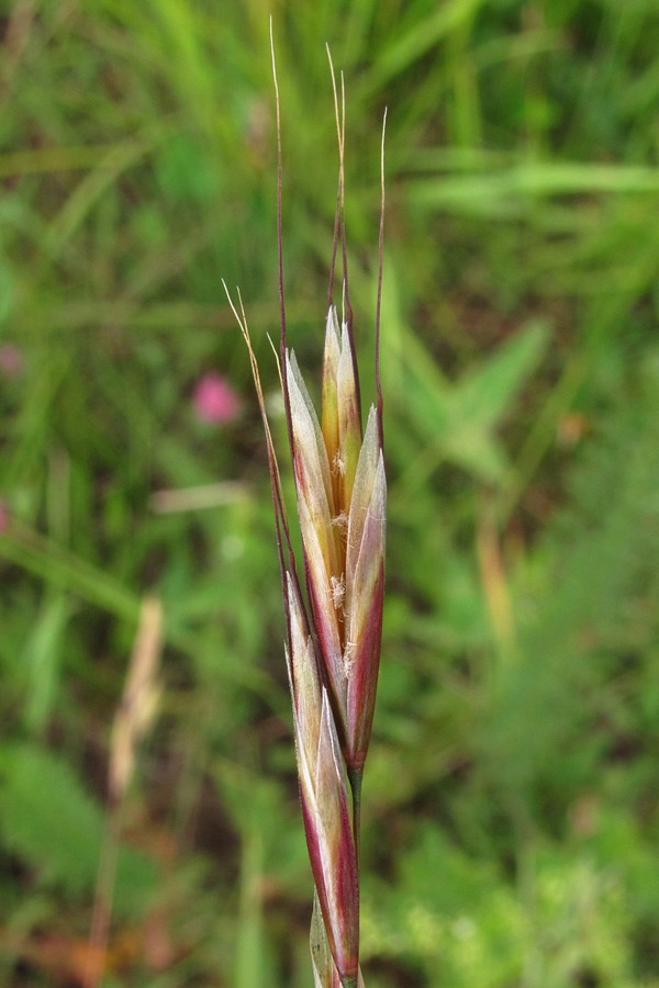 Image of Helictotrichon compressum specimen.