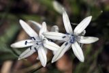 Scilla puschkinioides