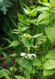 Lamium turkestanicum. Верхушка побега с соцветиями. Казахстан, Южно-Казахстанская обл., Угамский хр., ущ. р. Сазаната, луг. 05.05.2011.