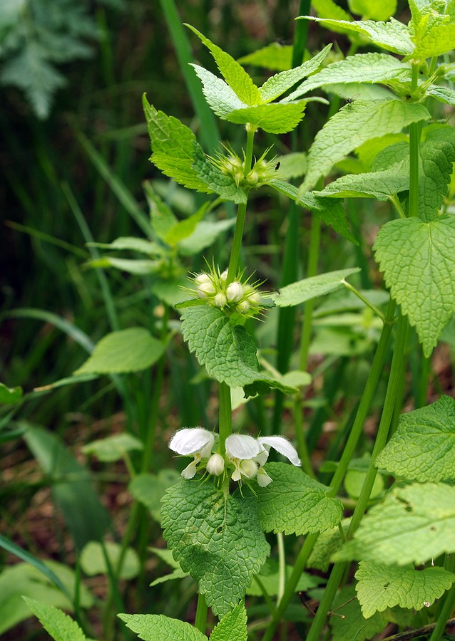 Изображение особи Lamium turkestanicum.