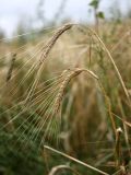 Hordeum distichon