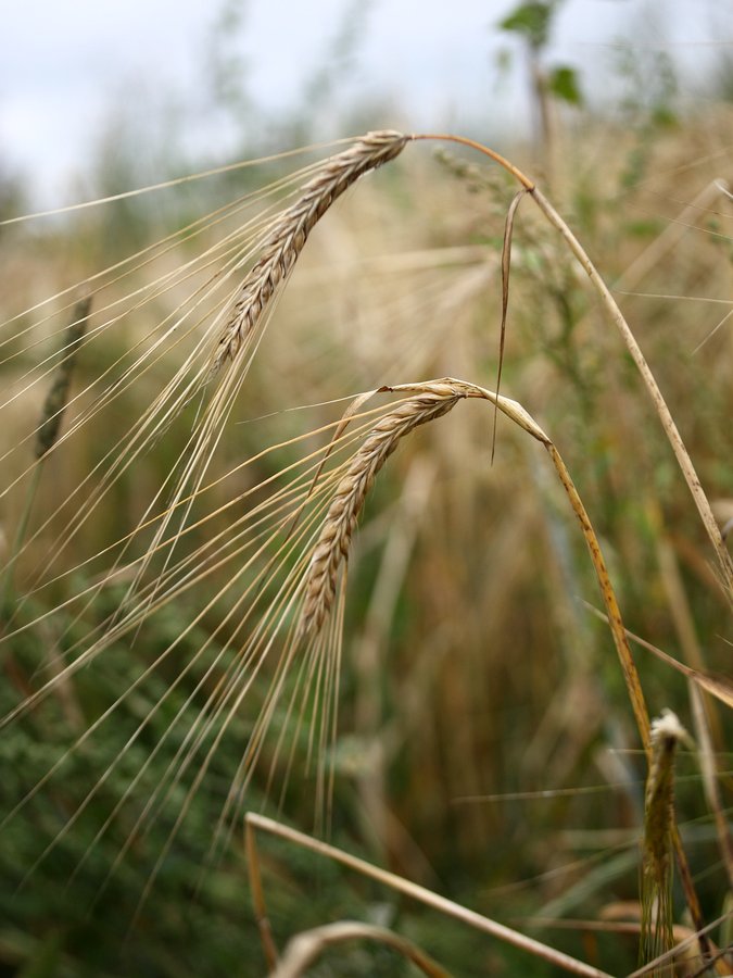 Изображение особи Hordeum distichon.