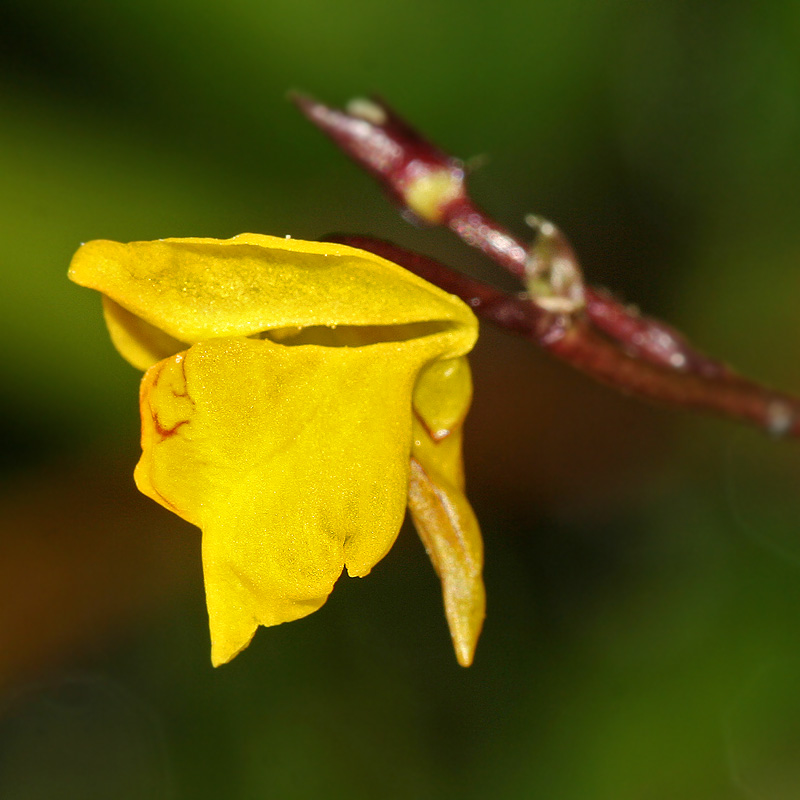 Изображение особи Utricularia australis.