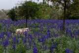 Lupinus pilosus