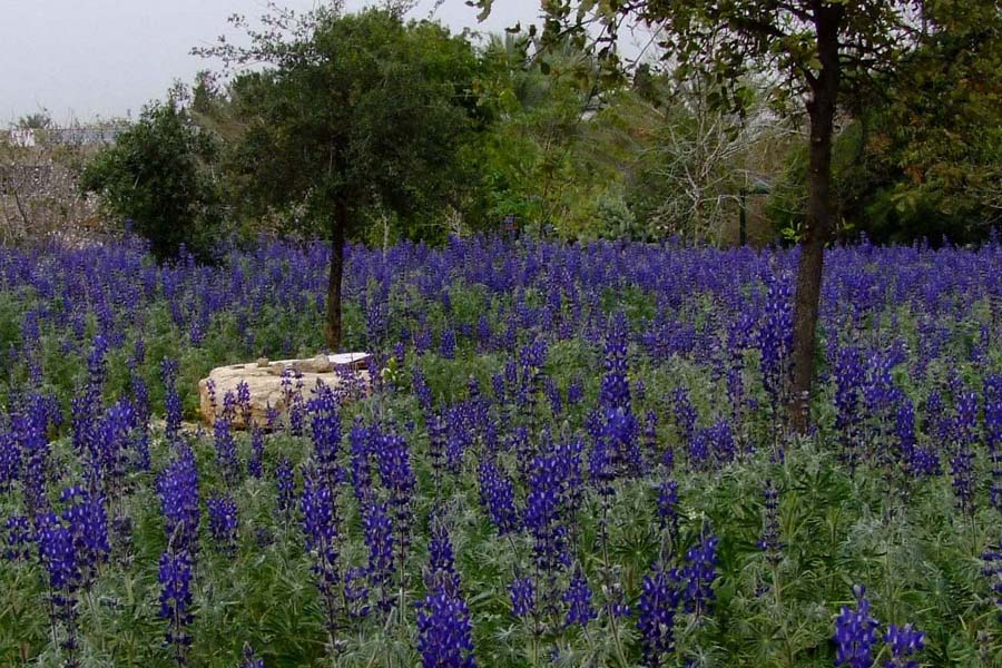 Изображение особи Lupinus pilosus.