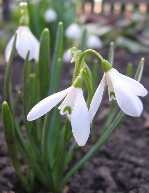 Image of Galanthus angustifolius specimen.