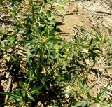 Xanthium spinosum. Плодоносящее растение. Копетдаг, Чули. Июнь 2011 г.
