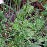 Equisetum pratense. Верхушка вегетативного побега. Свердловская обл., Первоуральский городской округ, окрестности ж.-д. станции Хрустальная, берег небольшого водоёма.